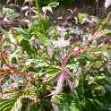 Rubus microphyllus 'Variegatus' P18